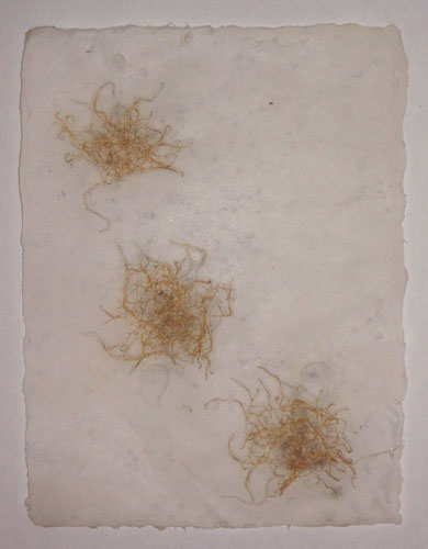 Michelle Brody. Drawing Roots: Crawling, 2009.  Hand made flax paper within which flax seeds were sprouted and dried. 8.5 x 11 inches.